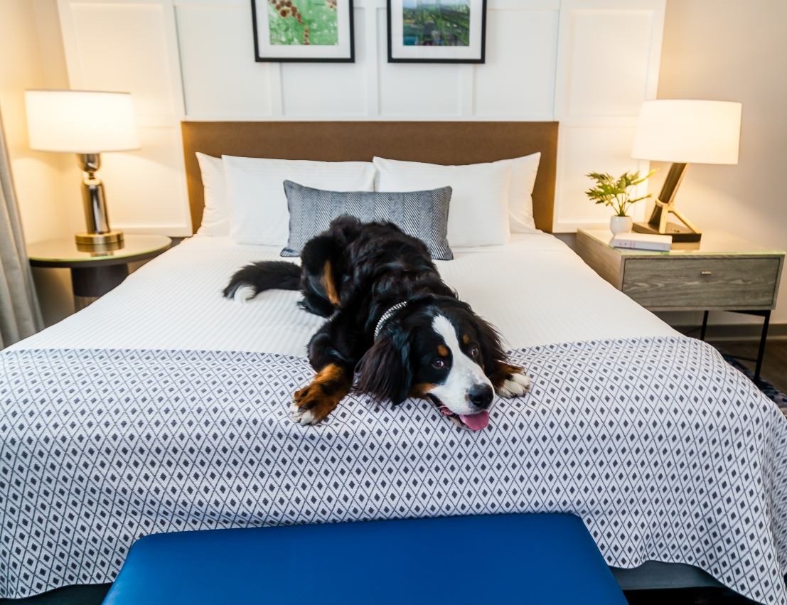 dog lying on hotel bed in pet-friendly hotel