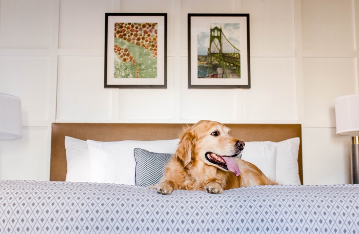A golden dog on a hotel bed at the Heathman Hotel in Portland, Oregon.