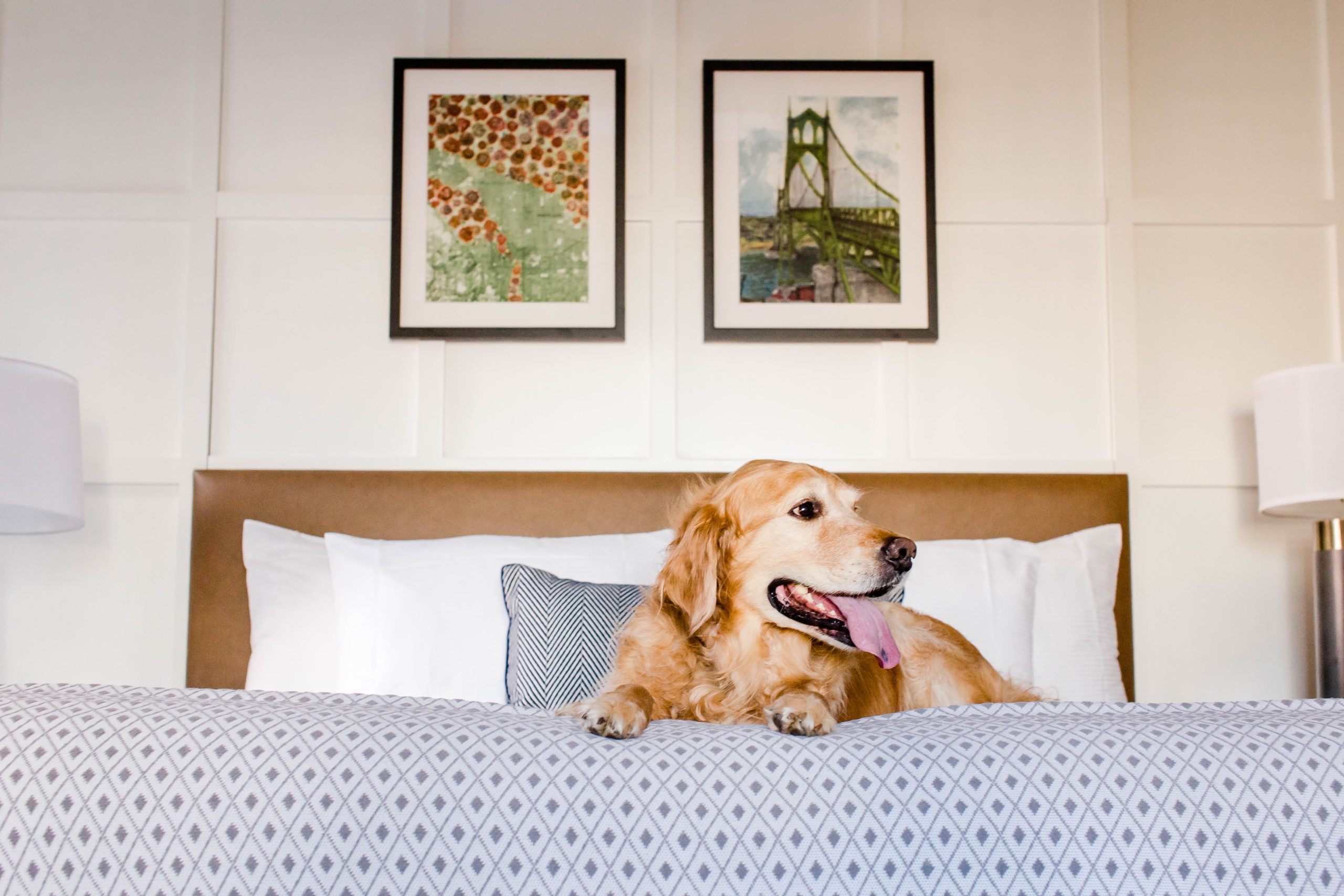 A golden dog on a hotel bed at the Heathman Hotel in Portland, Oregon.